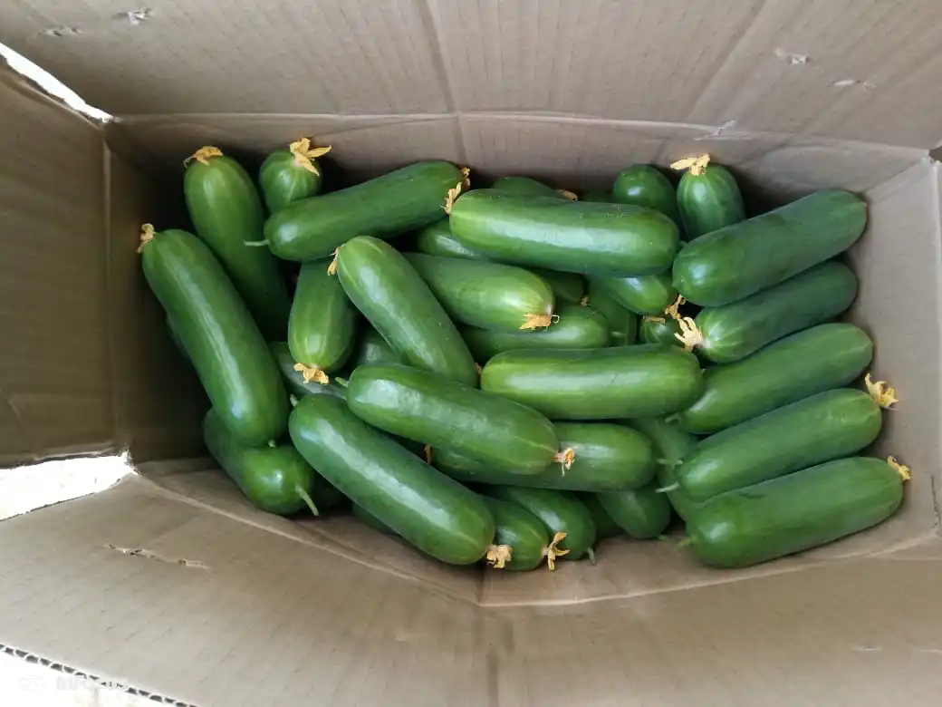 Огурец, Европейский огурец 5 кг, упаковка под заказ, свежий огурец