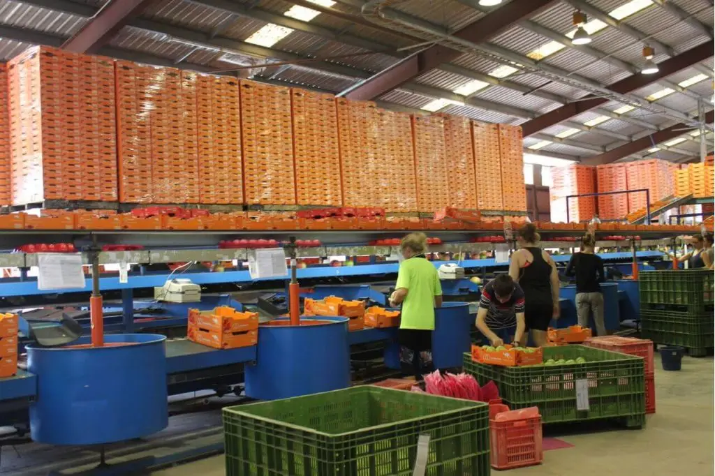 100% Flavor mango from Egypt--Low Price