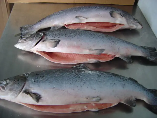Wholesale Supplier Best Quality Fresh Salmon Fish For Sale In Cheap Price
