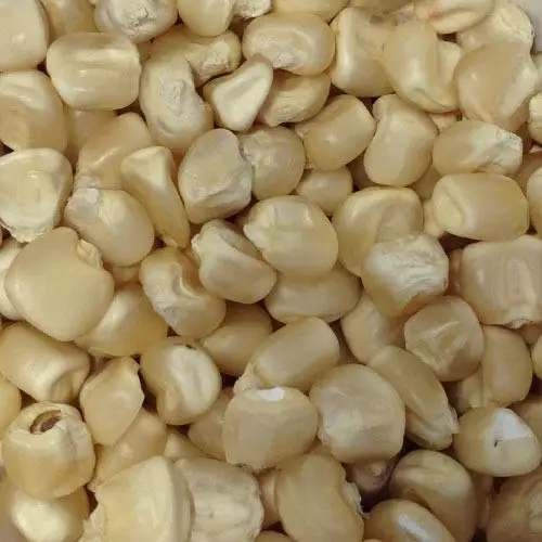 Animal Feed Organic White Corn for Animal Feed