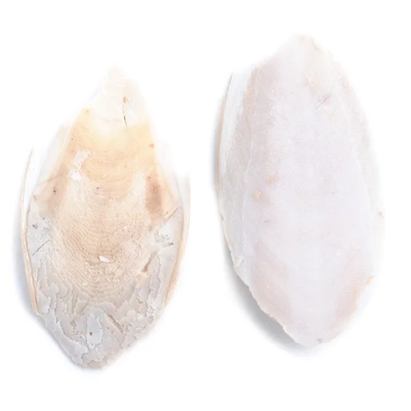 Asian origin animal feed grade cuttlefish bone for sale