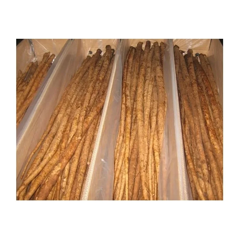 Высококачественные свежие овощи Burdock для продажи по самой низкой оптовой цене в массовом количестве