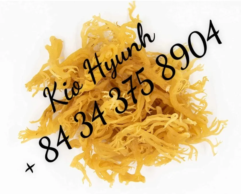 Преимущества морского Моха/ирландский мох для продукта heallthy из Вьетнама/Ms. KIO HUYNH + 84 34 375 8904