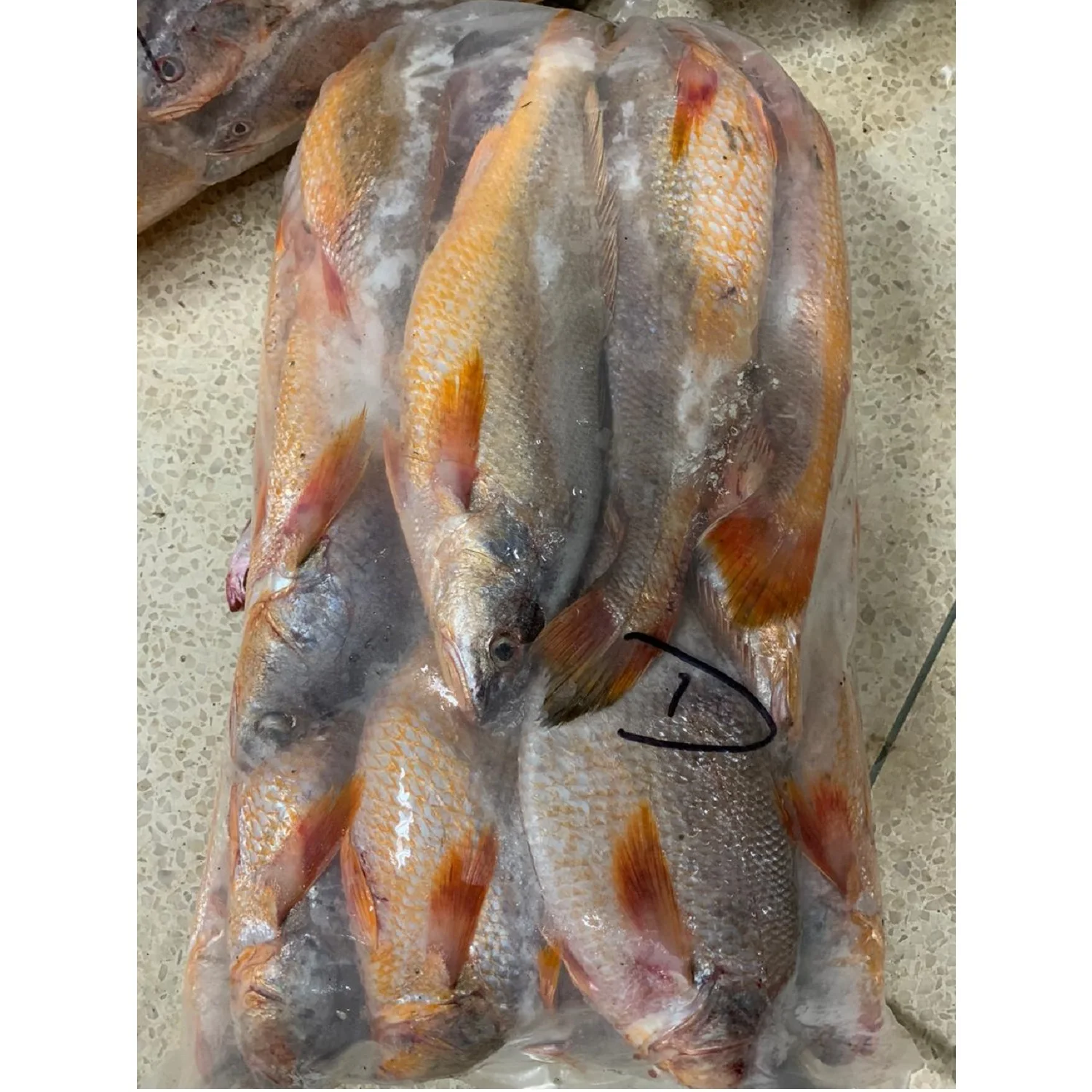 Yellow Croaker Fish On Boat Frozen  Premium Quality Bangladeshi Origin  Size 300gm to 1000gm