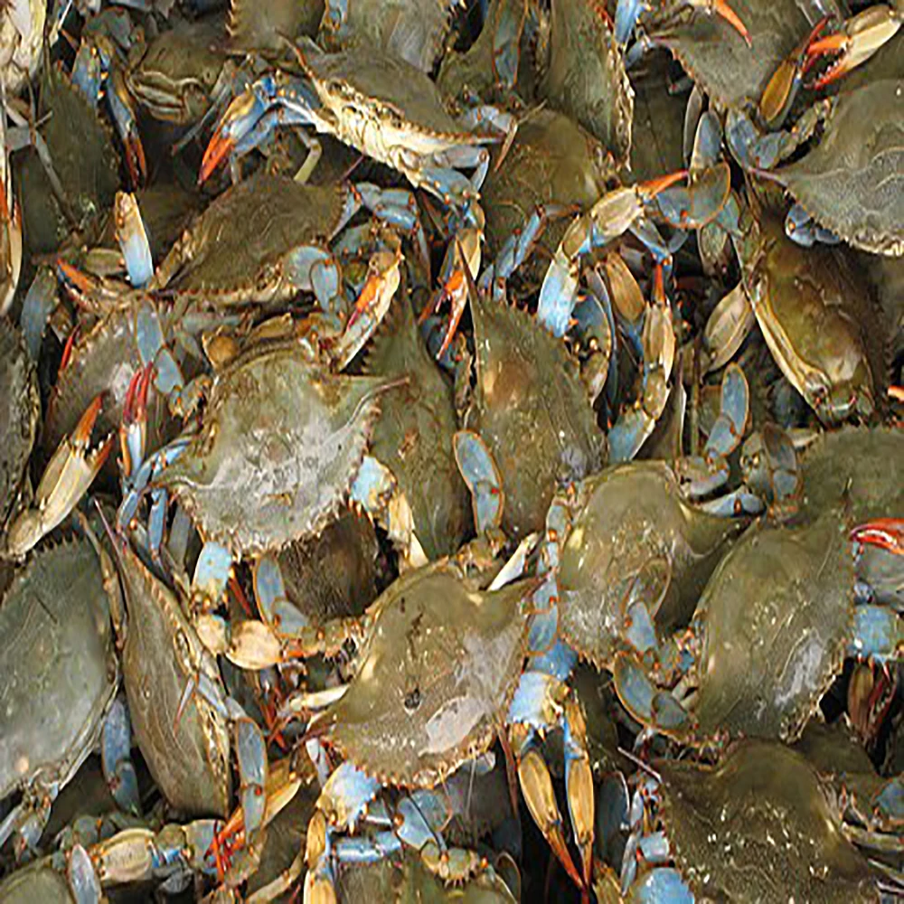 Wholesale Frozen Blue Swimming Crab/ Cut Crab/Crab Meat