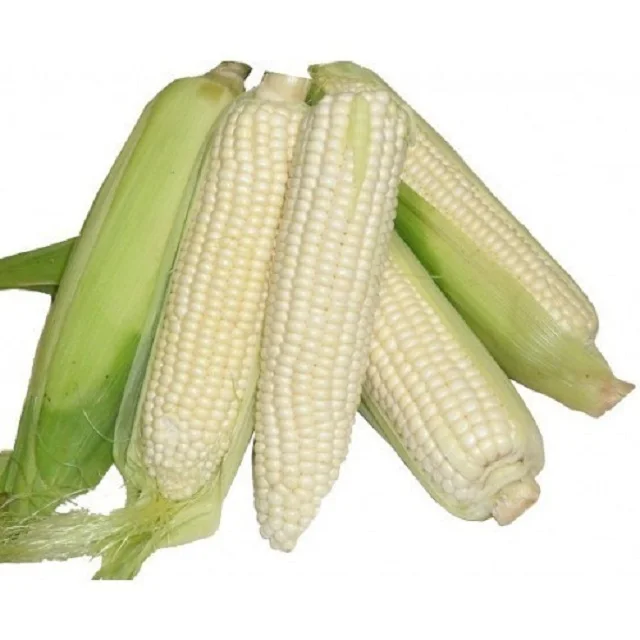 
High Quality White Sweet Corn 