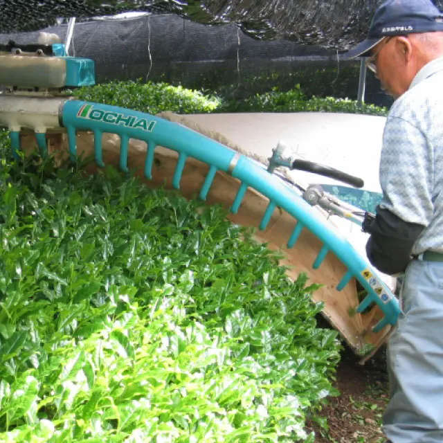 Uji Matcha TAKE-No.1  is High quality and low price Matcha powder made in Japan