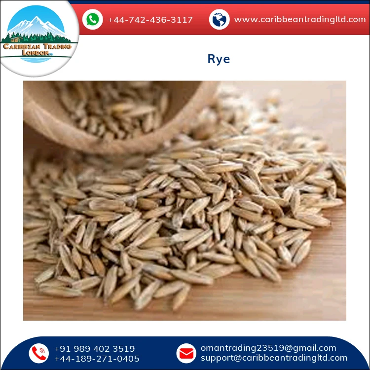 
Best Quality Hot Selling Organic Dried Rye Grain for Bulk Purchase 