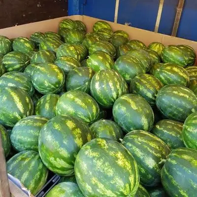 100% натуральная Высококачественная пресная дыня