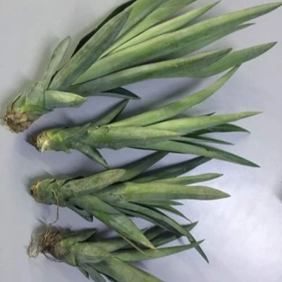 Саженцы ананаса по низкой цене