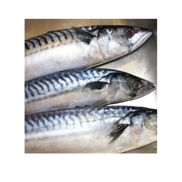 Supplier Frozen Horse Mackerel Fish Price