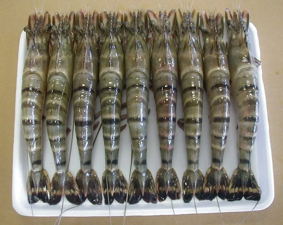 Wholesale Cooked HOSO Black Tiger Prawn Head On Shell On Fresh seafood made in Vietnam best for export