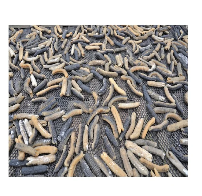 NATURAL DIFFERENT SIZE DRIED SEA CUCUMBER DRIED BLACK STICHOPUS JAPONICUS FROM VIETNAM