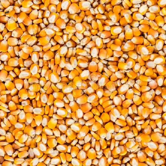 
non GMO yellow corn 