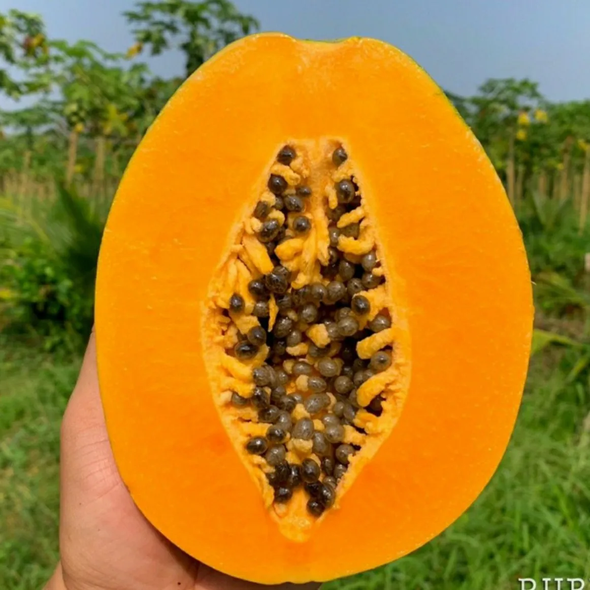 Vietnam Papaya (Pawpaw/ Papaw) fresh fruit- Premium, high quality, clean farming, prestige, attractive price