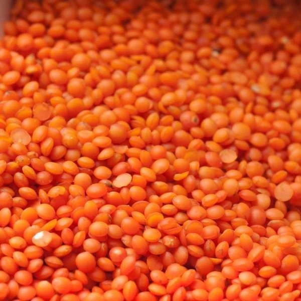 CANADA GREEN AND RED LENTILS