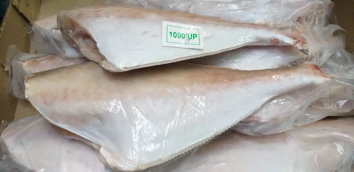 Frozen Leather jacket fish headless gutted tailless from India, Leather jacket fish HGT