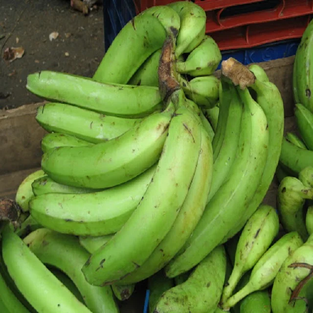 Plantains Green Plantain Banana/Fresh Green Plantains for sale