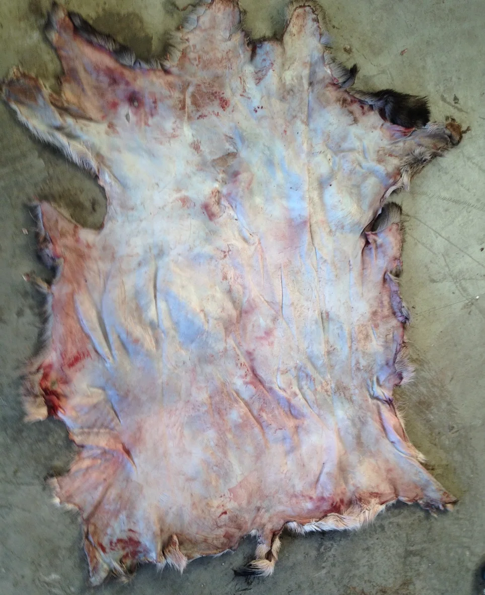 FRESH PROCESSING DRIED BEEF LEATHER HIGH QUALITY BEEF LEATHER ORIGIN MONTENEGRO