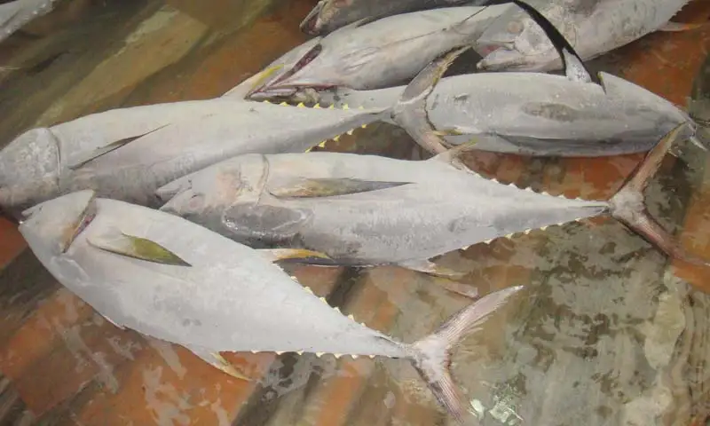 Wholesale Seafood Supplier Frozen Yellowfin Tuna For Sale In Cheap Price