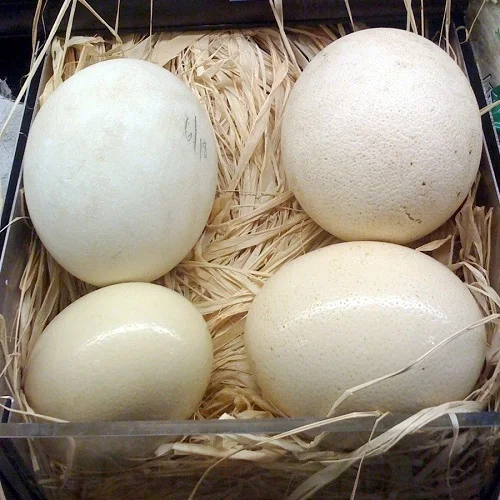 Fertile Ostrich Eggs For Sale From FRANCE