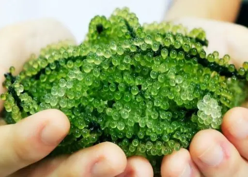 Лидер продаж-SEAGRAPES на продажу // 100% органический продукт из Вьетнама мисс Ниан + 84 363 210