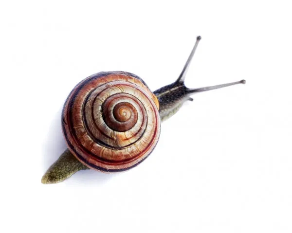 
Helix Pomatia Snail 