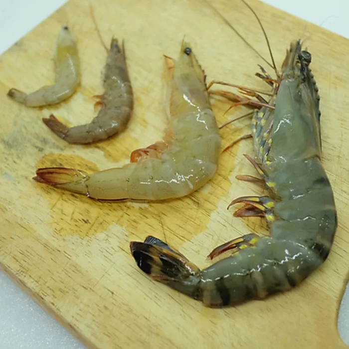 Black Tiger Shrimp Variety Vietnam High Quality Frozen Natural  Black Tiger Shrimp Export From Vietnam