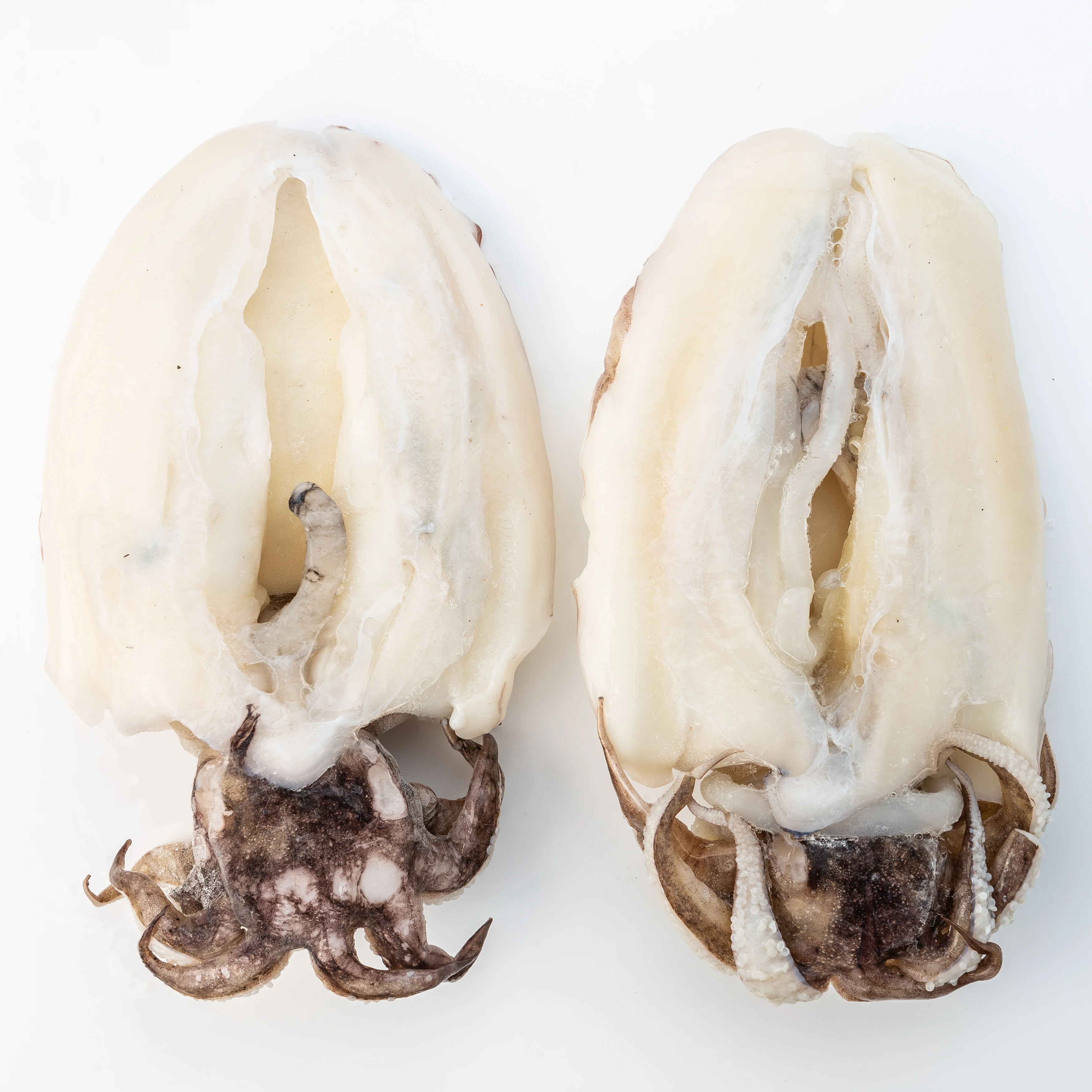 Frozen Whole Cleaned CUTTLEFISH IQF