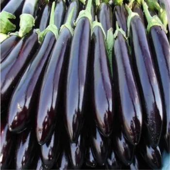 
Egg plant seeds wholesale 
