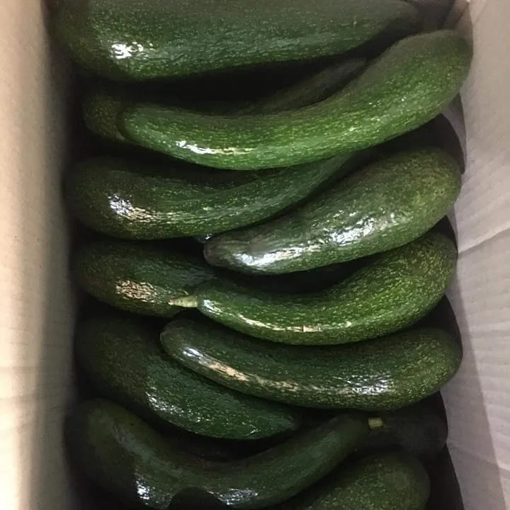 
Fresh Avocado from Vietnam for export with competive price standard quality avocado fresh fruit 