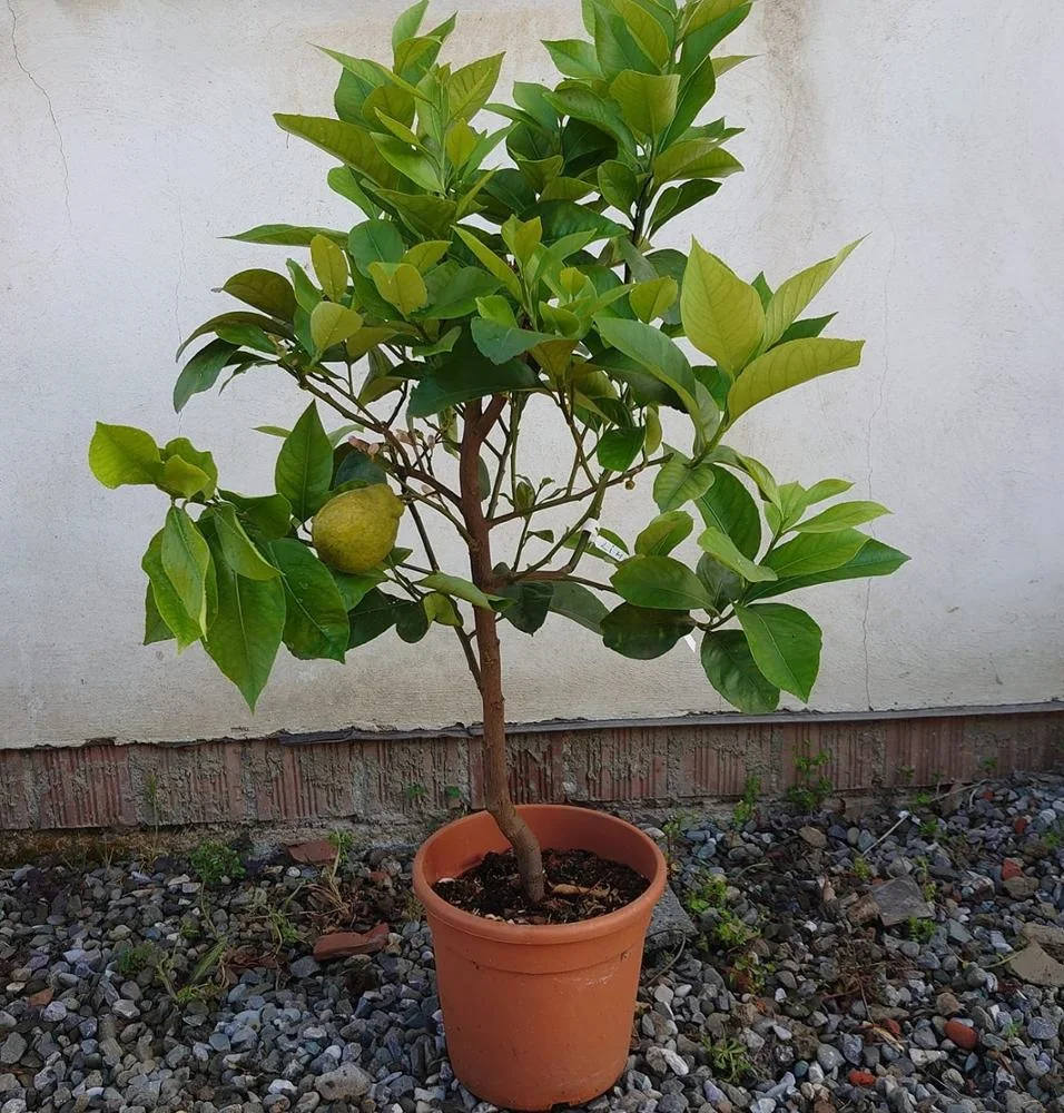 
Top Quality Natural Tree Fruit Lemon Tree With Fruit Potted Ornamental Tree For Sale 