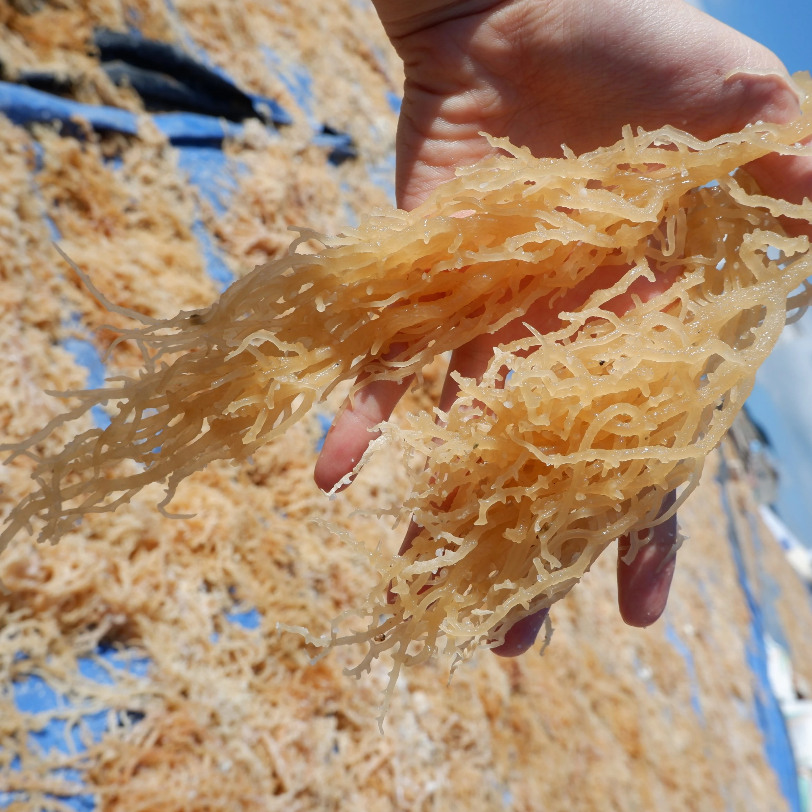 
Wholesaler Dried wildcrafted irish sea moss from Vietnam 