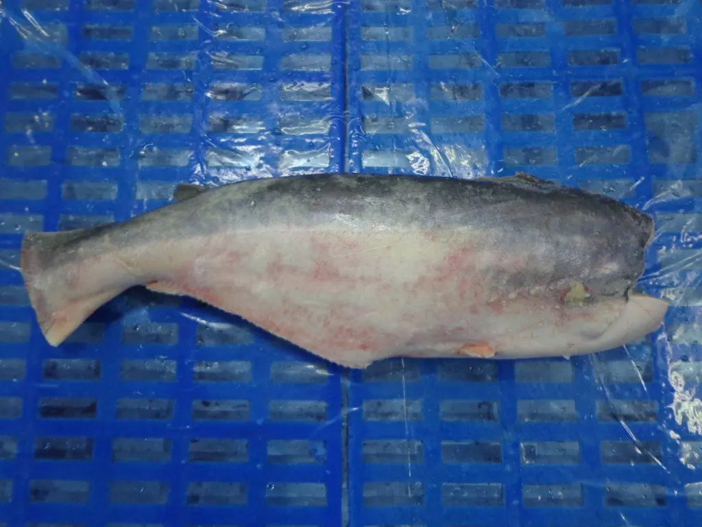 Frozen Pangasius HGT/Basa/Pangasius Hypophthalmus Origin VietNam