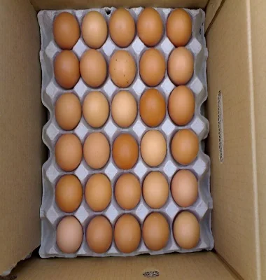 
High Quality Fertile Hatching Chicken Egg/Fresh Chicken Table Eggs/Quail Egg 