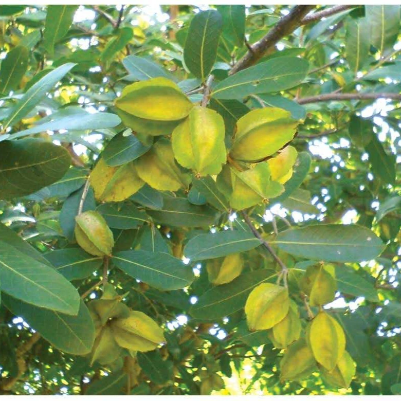 Arjuna Bark Powder from Indian Agri Farm Whatsapp + 919619091811