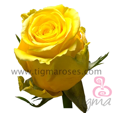Ecuador Fresh cut flowers yellow rose