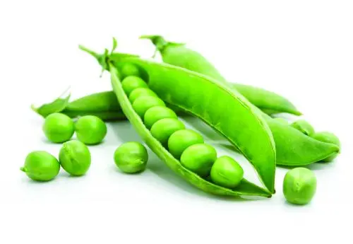 
Roasted Salted Green Peas Wholesale 