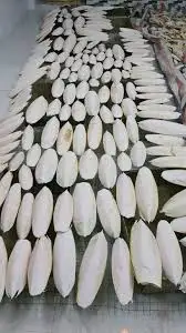 Cuttlefish Bone Dried/ Cuttlefish Bone With Low Price/ Ms.Selena +84906086094