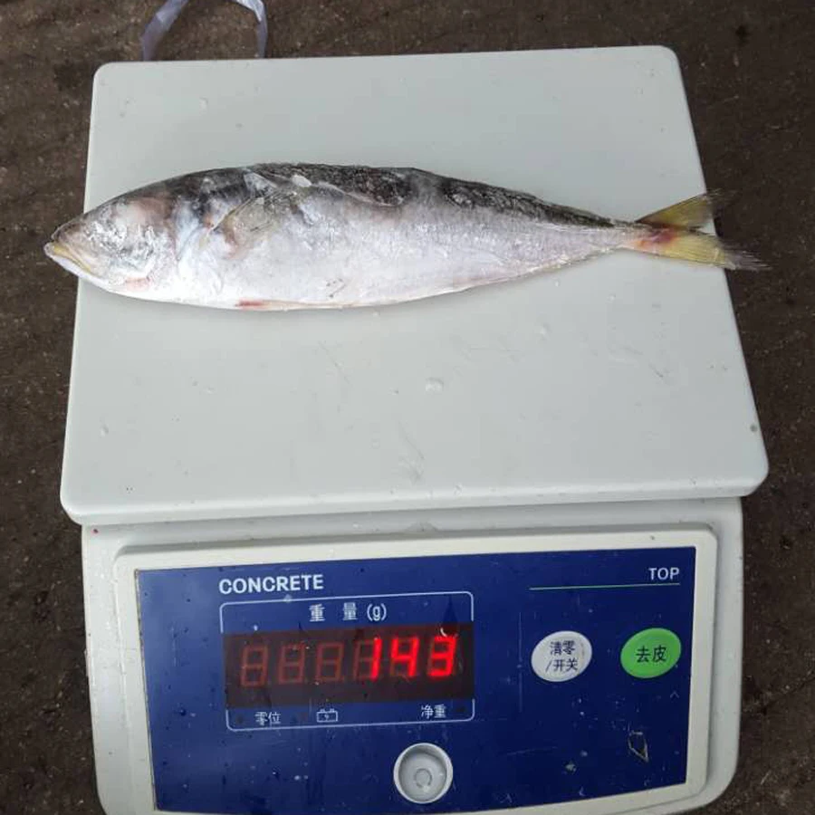 Frozen Horse Mackerel Trachurus Japonicus Whole Dried Fish With Round Fat Water Preserved Packaged in Bulk Bag