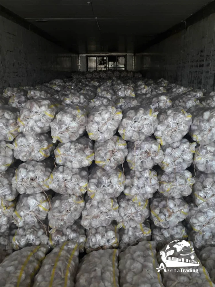 Top quality persian Garlic big size competitive prices
