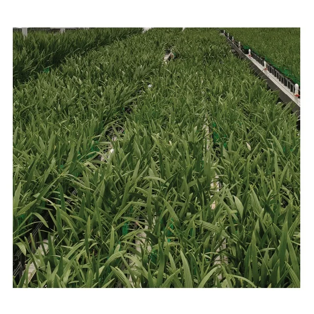 Best quality Plant Palm Tissue Culture Date Seedlings