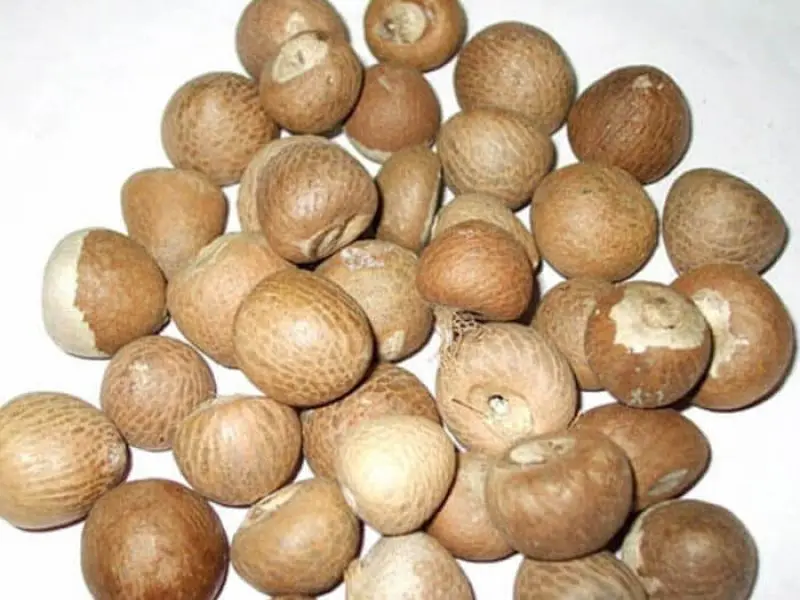 Дешевый экспорт betel nut/жасмин + 84 896679047