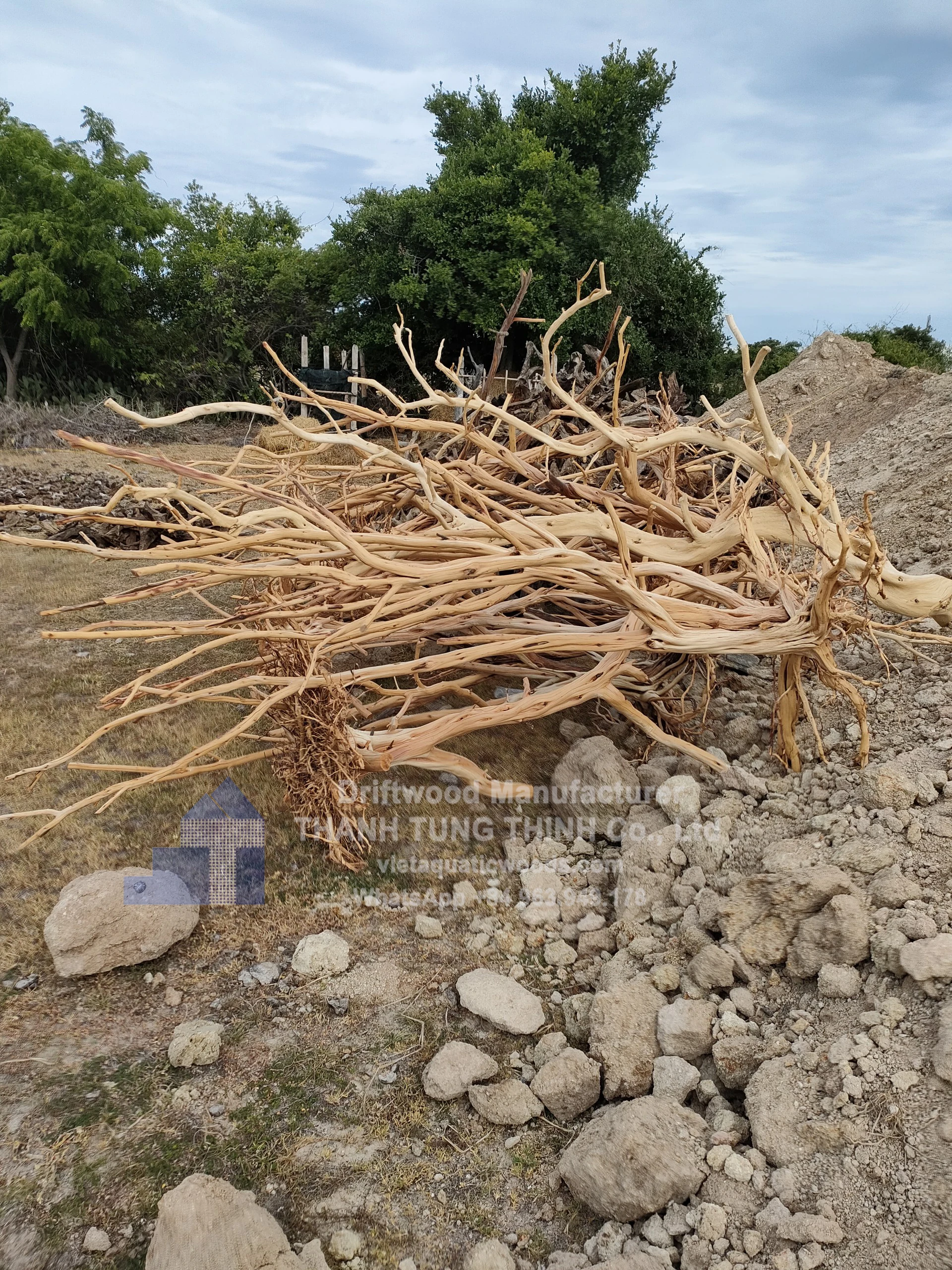 Hot trending Mangrove driftwood Natural Driftwood For Aquarium Accessories WhatsApp: +84 963 949 178