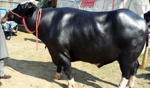 Nili-Ravi cows oxes bulls livestock cattle