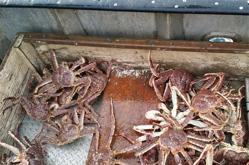 Королевские крабы замороженные