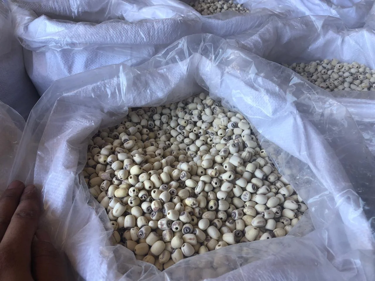 Вьетнамское происхождение 100% Натуральные Сушеные белые семена лотоса дешевая цена сельскохозяйственный продукт