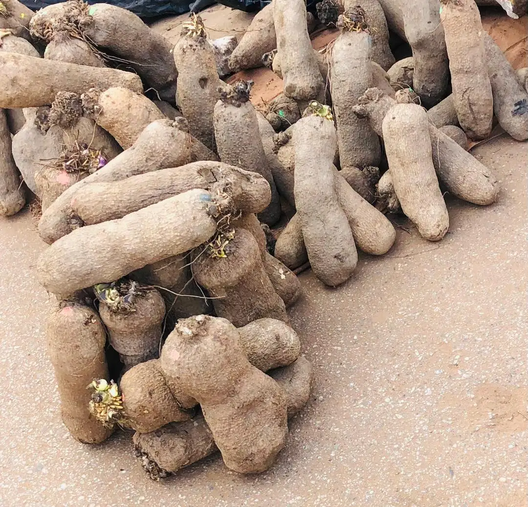 Organic Fresh Yams High Quality Organic Fresh Yams Delicious Healthy Your Life Vacuum Iron Wild Yam Extract
