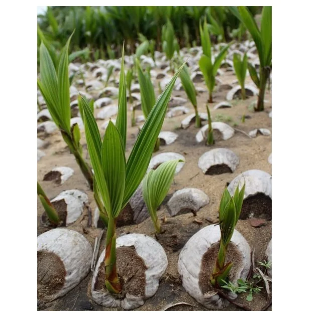  Лидер продаж во Вьетнаме высокое качество различные кокосовые рассады фруктов/зеленые сиамские кокосового дерева-мисс элаин