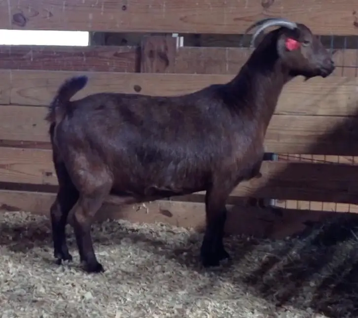 
Black Spanish goat for sale 